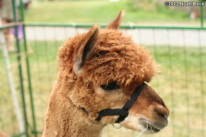 October 6, 2012: Alpaca at Wachusett Meadow for Hey Day