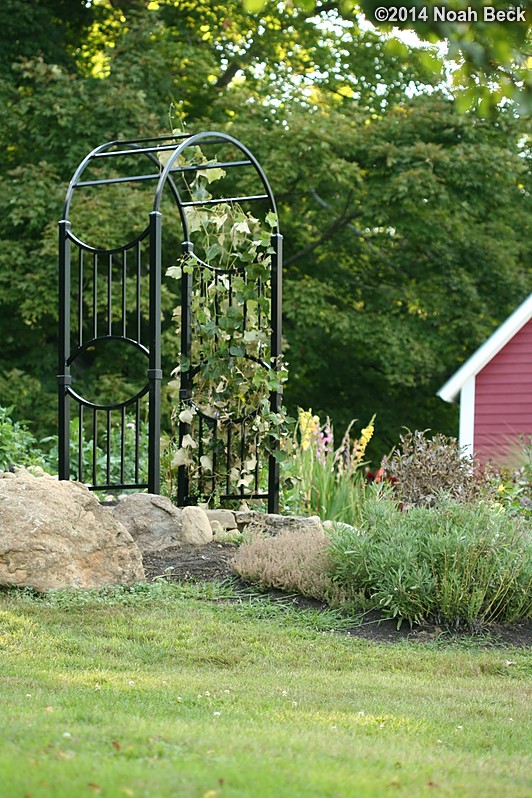 August 24, 2014: New aluminum garden arch from Specrail for the grapes to climb