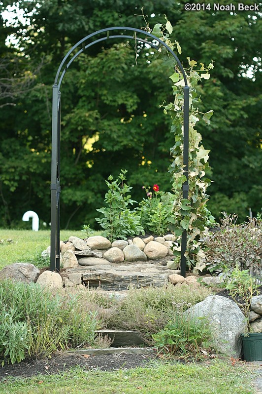 August 24, 2014: New aluminum garden arch from Specrail for the grapes to climb