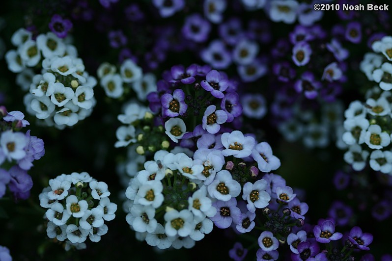 May 28, 2010: Alyssum ready to be planted