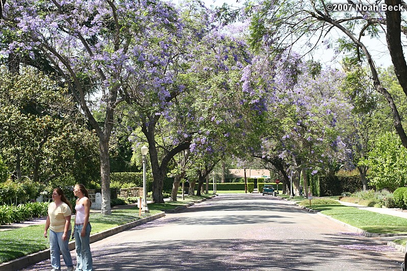 June 7, 2007: Anna and Roz on a street near caltech with blooming trees