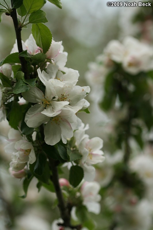 May 4, 2009: apple blossoms on the apple tree in the front yard