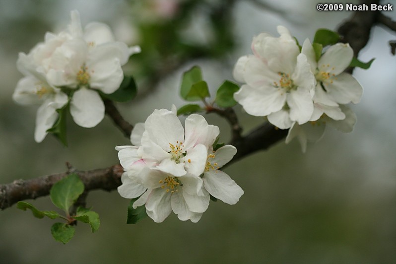 May 4, 2009: apple blossoms on the apple tree in the front yard