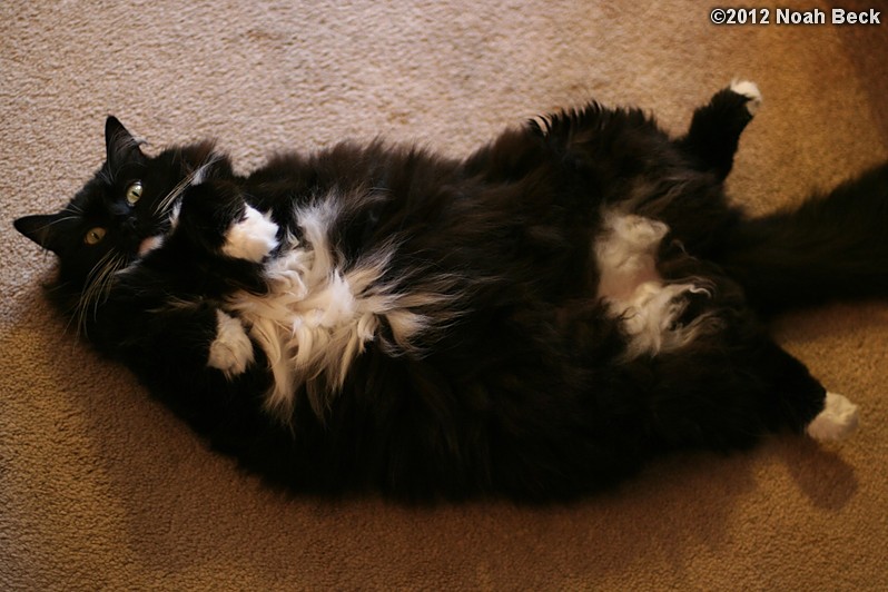 June 17, 2012: Avogadro is a fluffy cat with no dignity