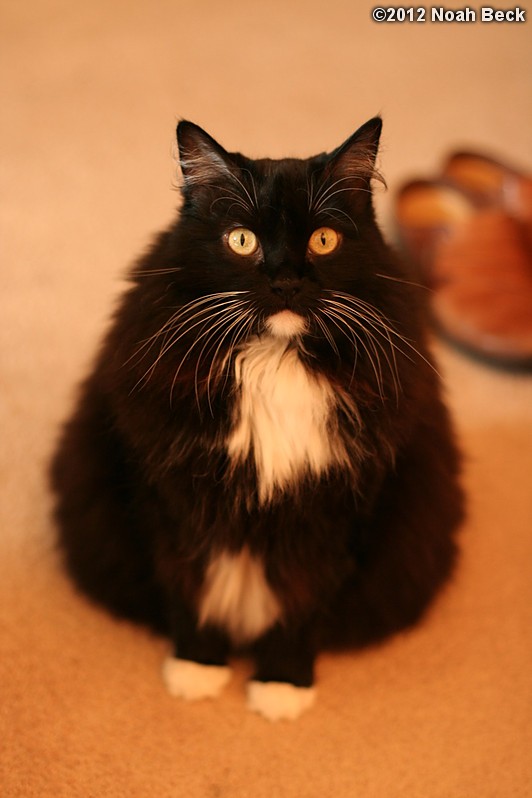 June 14, 2012: Avogadro is a very regal fluffy cat