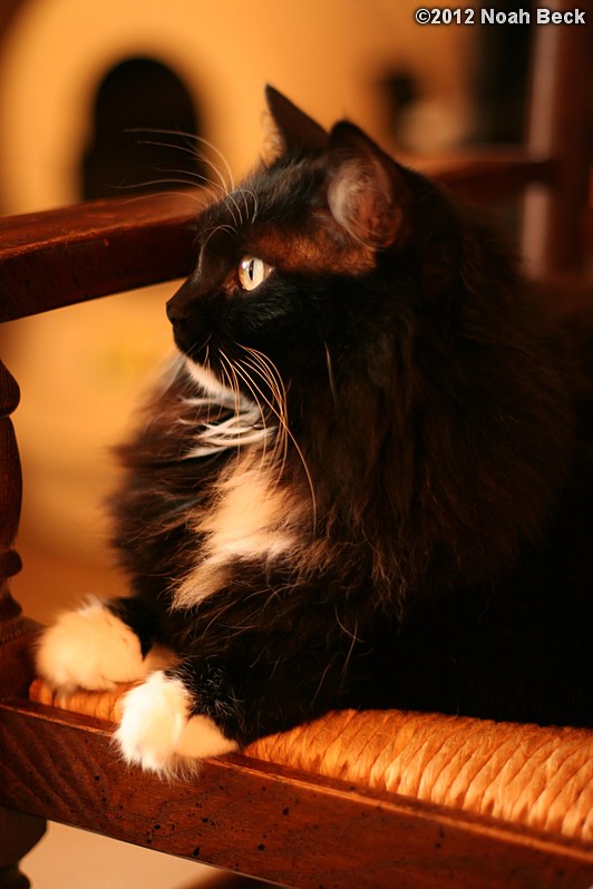 June 14, 2012: Avogadro is a very regal fluffy cat