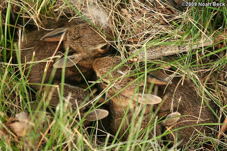 July 15, 2009: Baby bunnies hiding in a nest in the lawn