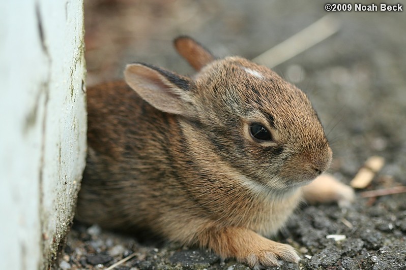 July 15, 2009: One of the baby bunnies hopped out of the nest