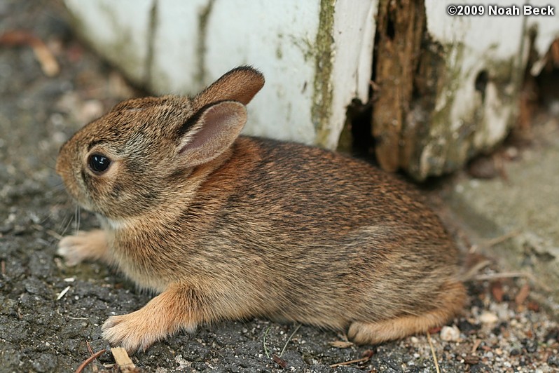 July 15, 2009: One of the baby bunnies hopped out of the nest