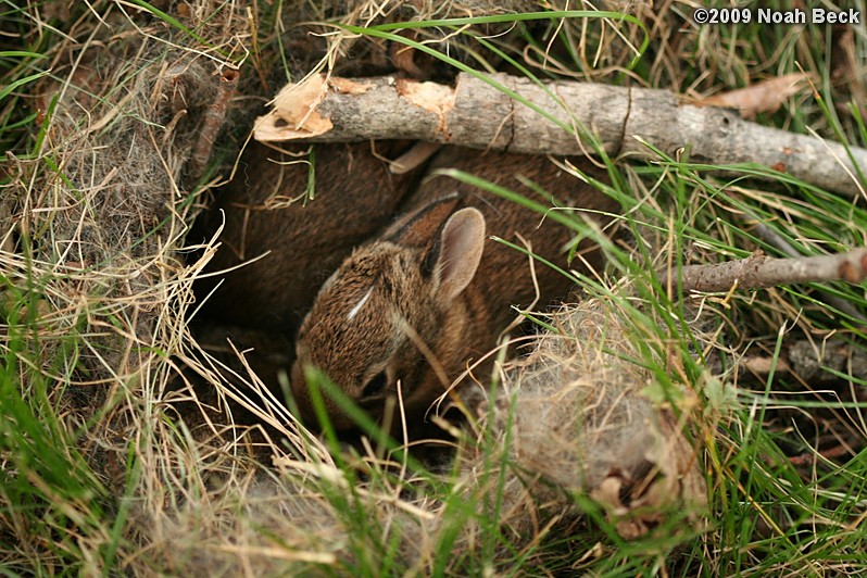 July 14, 2009: Baby bunnies in a nest in the lawn