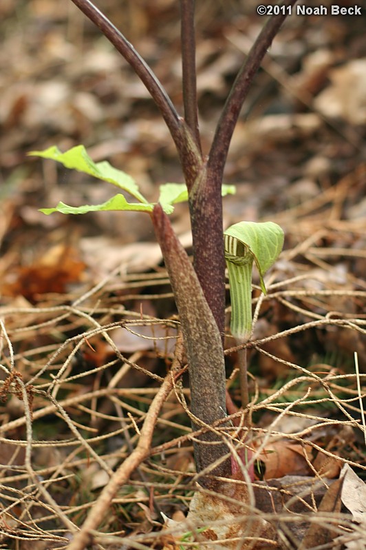 May 24, 2011: baby jack in the pulpit right next to the mother plant