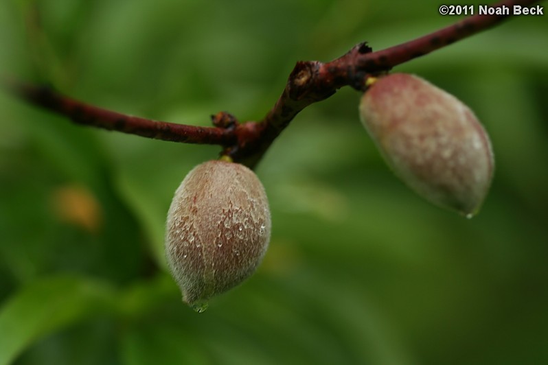 June 11, 2011: Baby peaches