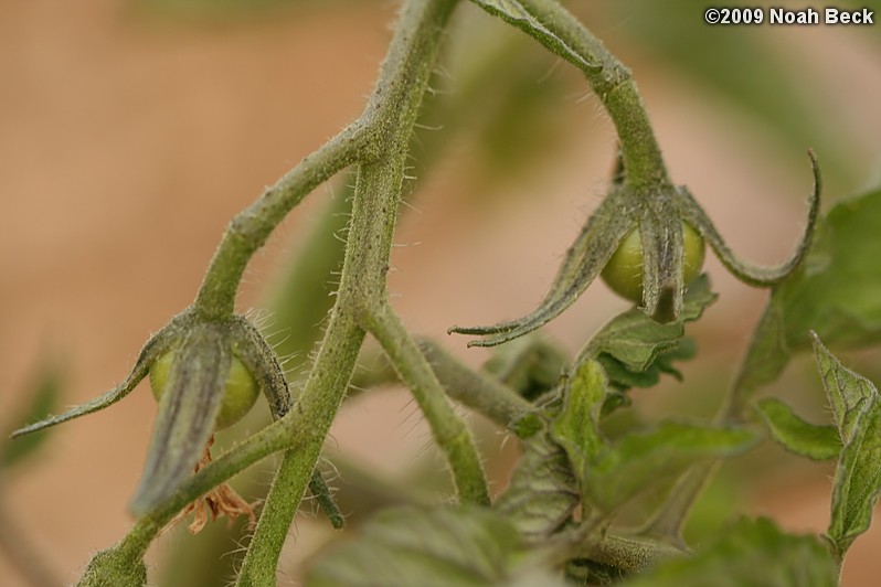 June 3, 2009: Baby tomato fruits