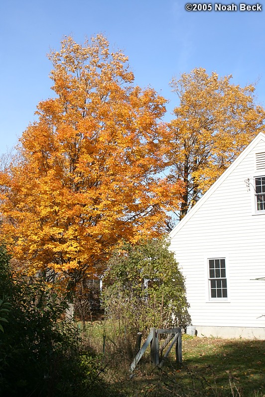 November 1, 2005: Back of the garage and a nice maple tree