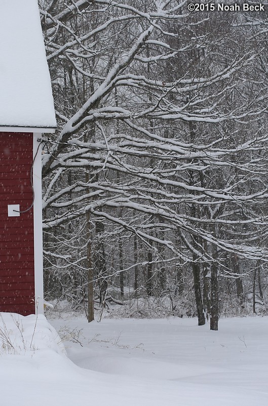 January 24, 2015: Back yard and barn during a gentle snow