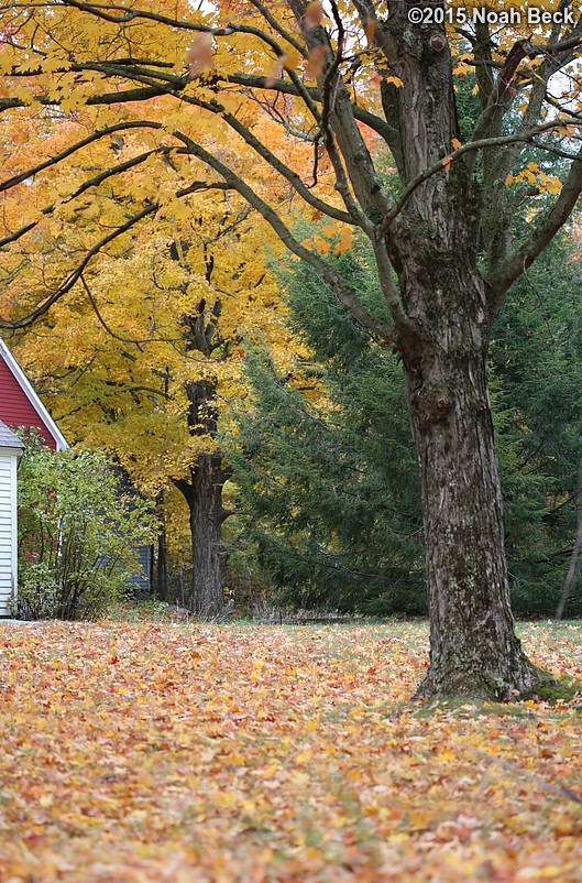 October 25, 2015: Back yard fall foliage