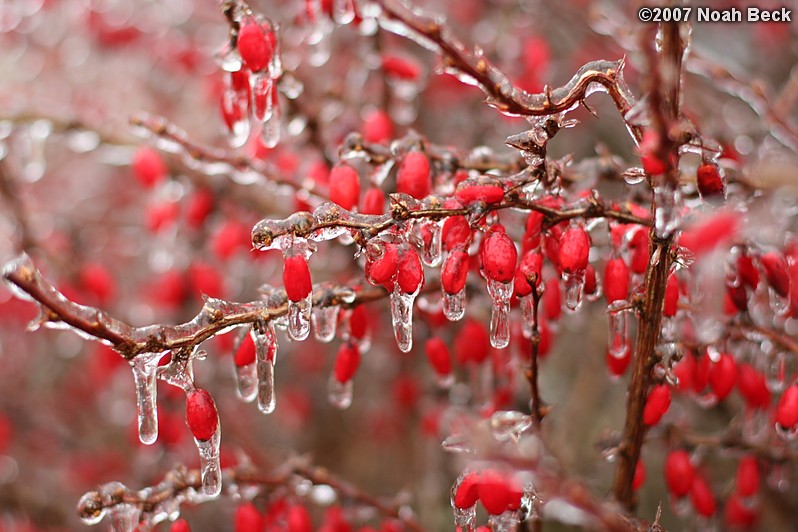 January 15, 2007: A barberry bush after an ice storm