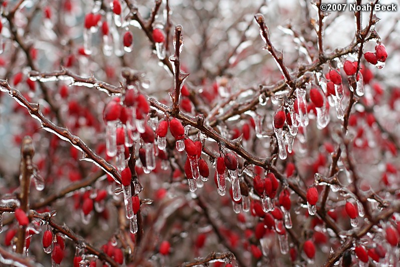 January 15, 2007: A barberry bush after an ice storm