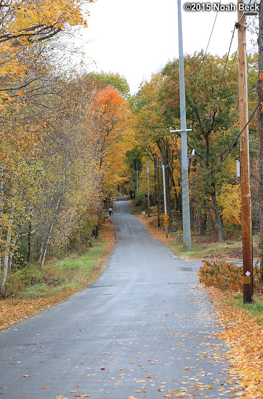 October 25, 2015: Beaman Road in fall colors, Roz and Maki returning from a walk