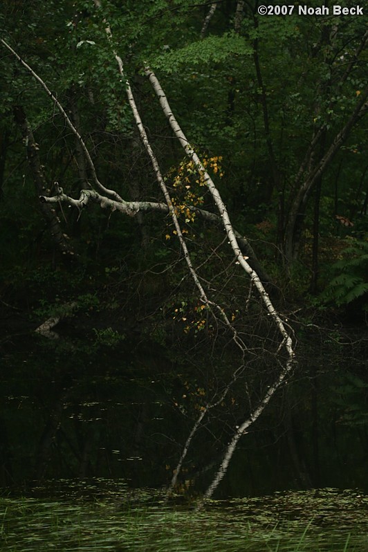September 9, 2007: Birch trees fallen into water near Keyes Brook