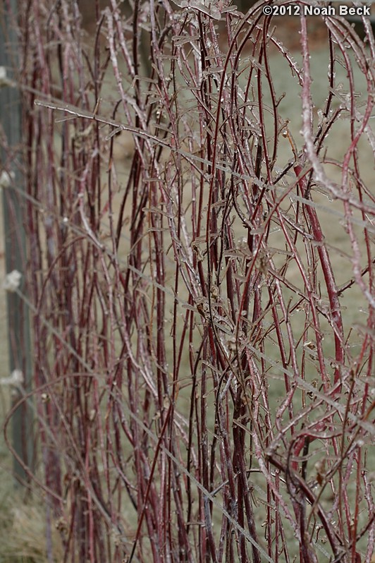 December 17, 2012: Black raspberries on ice