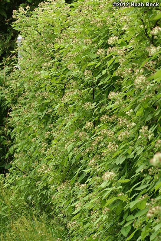 May 26, 2012: Black raspberries nearing the end of full bloom