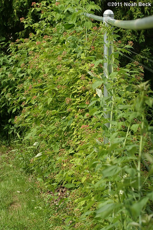 June 26, 2011: Black raspberry patch, trying out a new containment system to make them easier to pick