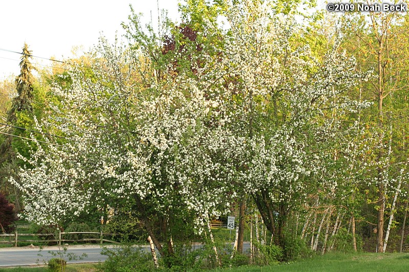May 8, 2009: blooming apple trees