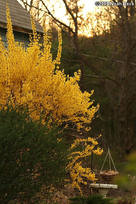 April 26, 2008: blooming forsythia near sunset