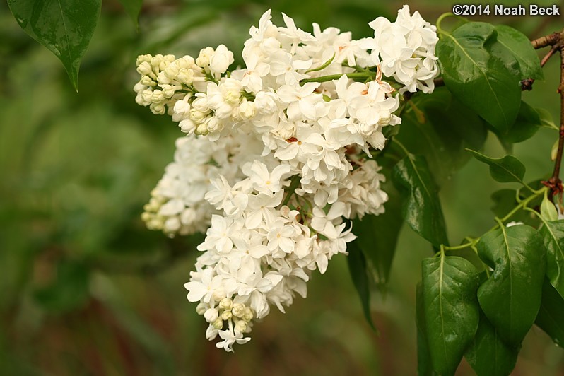 May 24, 2014: First blooms on the white lilac by the barn