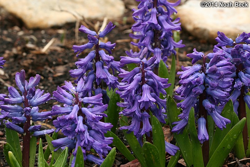 April 27, 2014: Blue hyacinth in the front garden