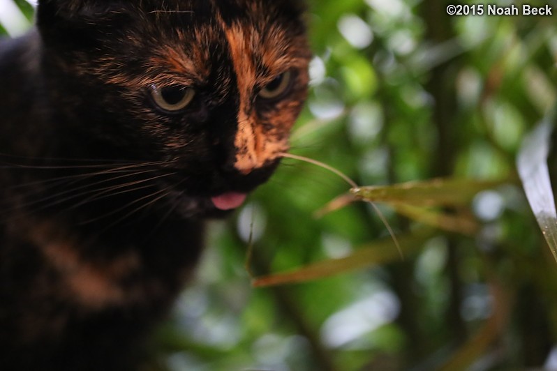 October 17, 2015: Boopsie chewing on a plant