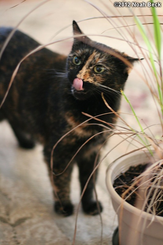 November 17, 2012: Boopsie eating the lemon grass