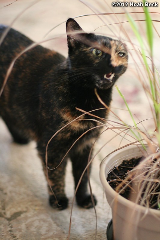 November 17, 2012: Boopsie eating the lemon grass