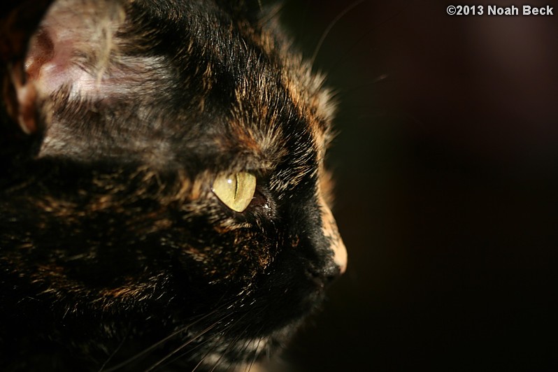 January 27, 2013: Boopsie in an evening sunbeam