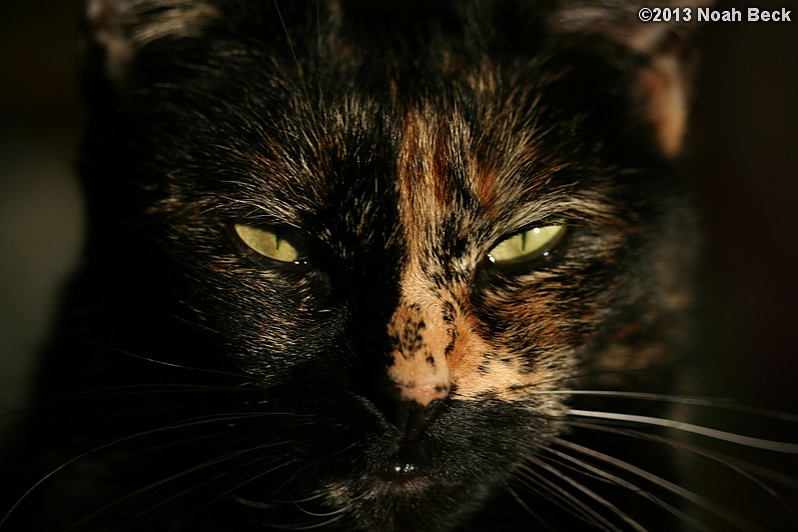 January 27, 2013: Boopsie in an evening sunbeam