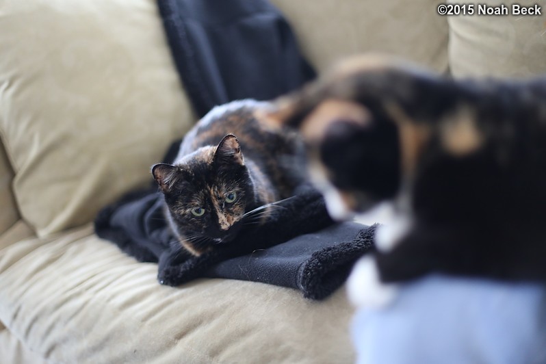 February 10, 2015: Boopsie with Katie in the foreground