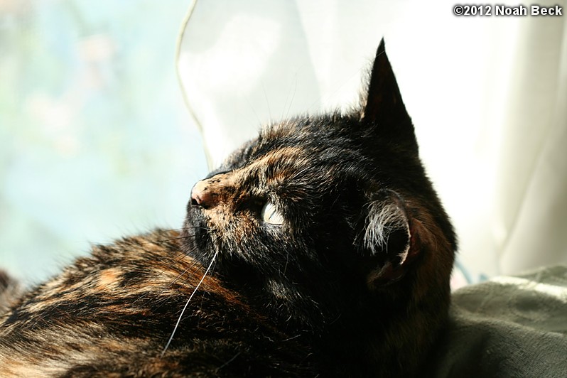 April 14, 2012: Boopsie laying next to a window