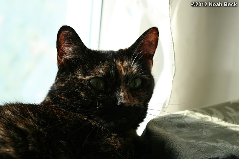 April 14, 2012: Boopsie laying next to a window