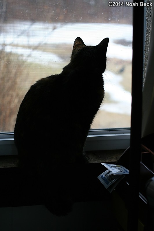 March 30, 2014: Boopsie watching a crow outside