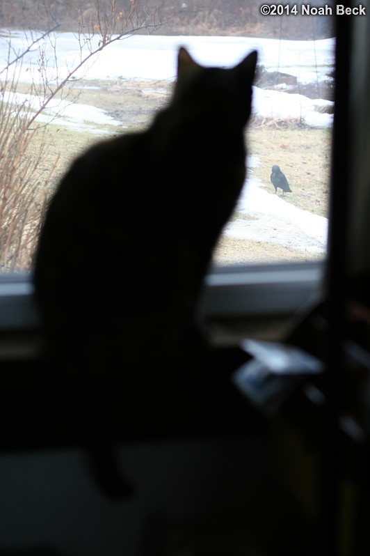 March 30, 2014: Boopsie watching a crow outside