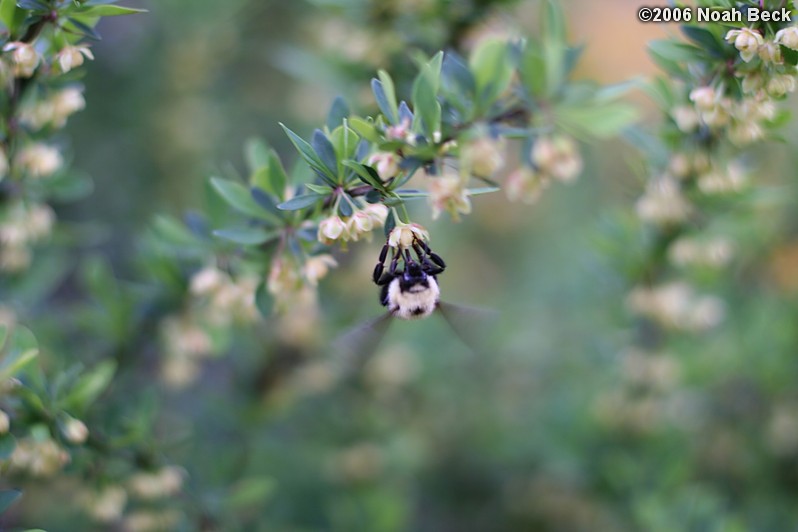 May 8, 2006: A bumblebee on the buzzing bush