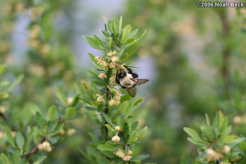 May 8, 2006: A bumblebee on the buzzing bush