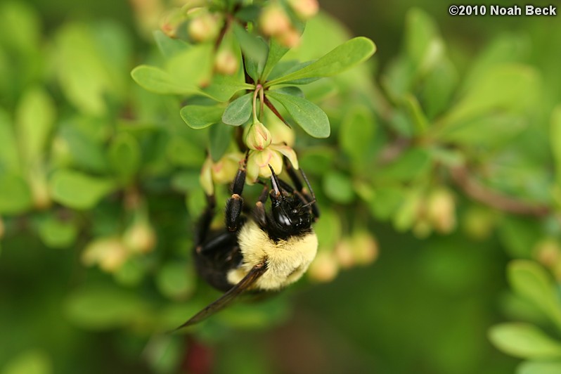 April 25, 2010: a bumblebee on the buzzing bush