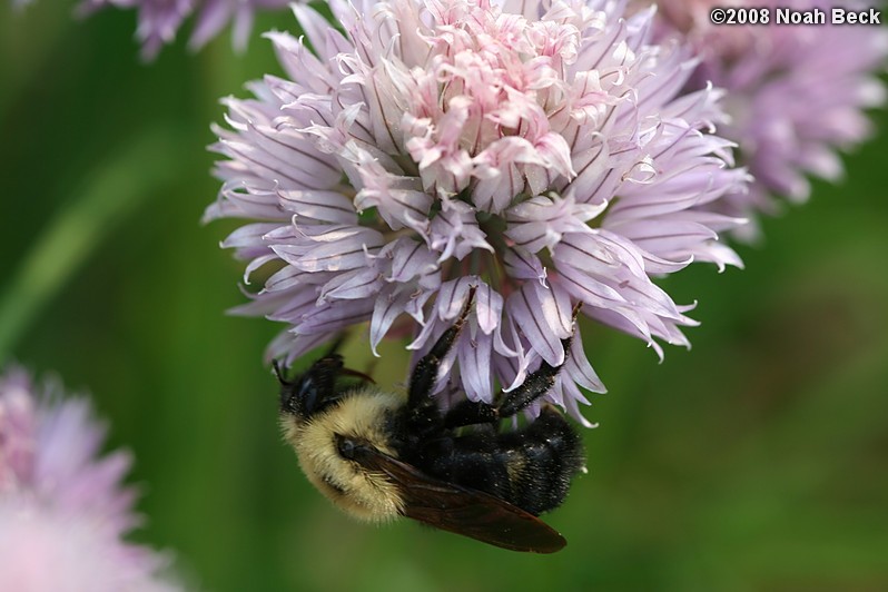 June 14, 2008: bumblebee on a chive flower