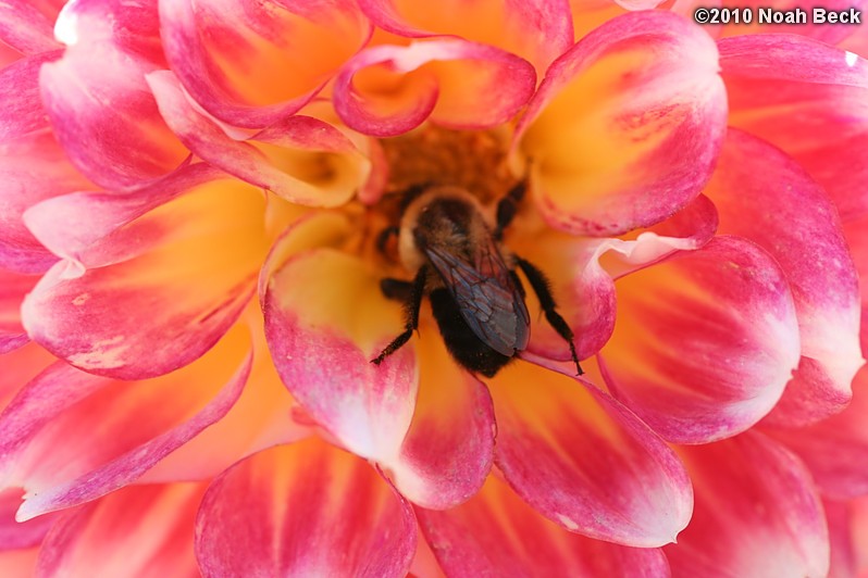 October 10, 2010: a bumblebee in a dahlia