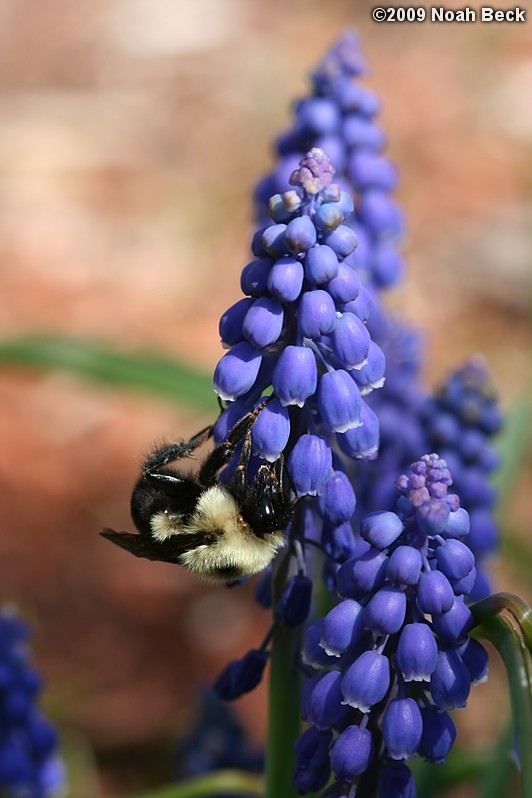 May 2, 2009: a bumblebee on a grape hyachinth