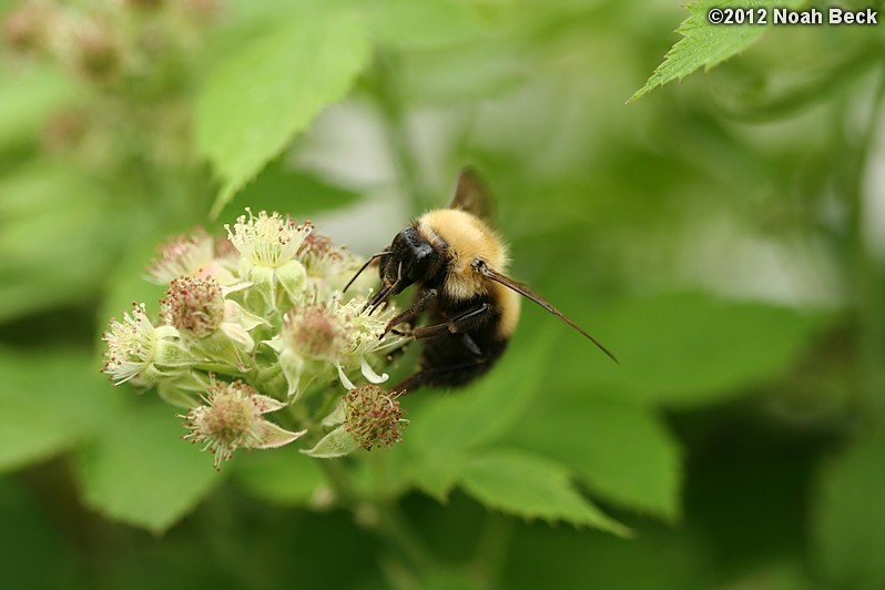 May 26, 2012: Bumblebee on raspberry flowers