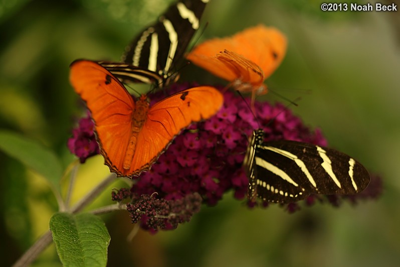 June 29, 2013: Butterflies in the butterfly exhibit in the Conservatory of Flowers in Golden Gate Park