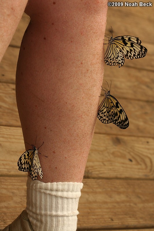 June 6, 2009: butterflies on Rosalind&#39;s leg